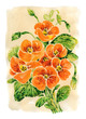hand painted watercolor: Nasturtium