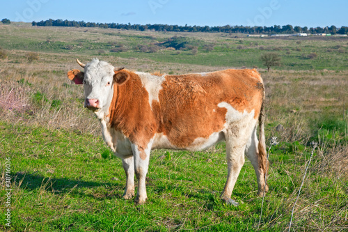 Photo: Cows on the Field Cows on the Field