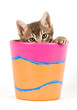 Cat in a flowerpot