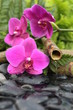 la source des fleurs