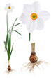 Narcissus