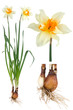 Narcissus
