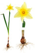 Narcissus