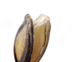 Black Melon Seeds