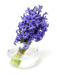 hyacinth flowers in vase