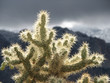 cholla cactus