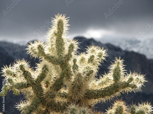 Photo: cholla cactus cholla cactus