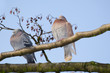 Foto: Tauben schlafen im Baum, Winter Tauben schlafen im Baum, Winter