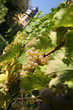 weintrauben im rheingau
