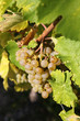 weinstock in deutschland