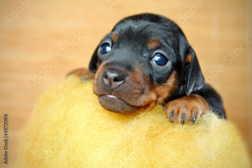Photo: Miniature Pinscher Puppy Miniature Pinscher Puppy