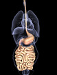 Internal Organs X-ray - Digestive System
