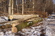 Foto: Holzernte Holzernte
