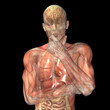 Skeleton X-Ray - Muscsles and Internal Organs - Thinking