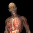 Skeleton X-Ray - Muscsles and Internal Organs