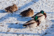 ducks in winter