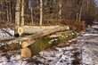 Foto: Holzernte Holzernte