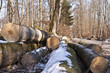 Foto: Holzernte Holzernte