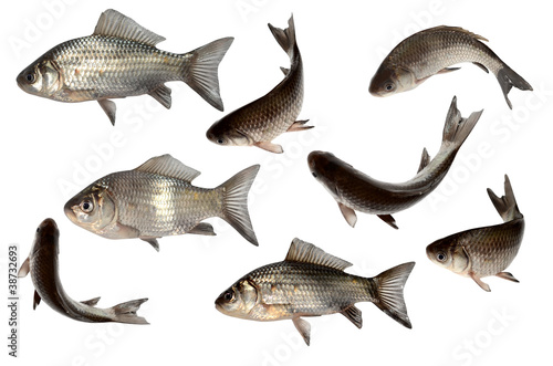 Photo: Fish Fish