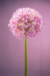 Purple alium onion flower