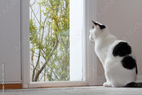 Photo: Cat Looking Out a Window Cat Looking Out a Window