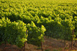 Grape vines, Stellenbosch, South Africa.