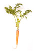 Fresh carrot isolated on a white studio background. Fresh carrot isolated on a white studio background.