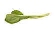 Choi Sum leaves isolated on a white studio background. Choi Sum leaves isolated on a white studio background.