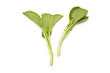 Choi Sum leaves isolated on a white studio background. Choi Sum leaves isolated on a white studio background.