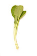 Choi Sum leaves isolated on a white studio background. Choi Sum leaves isolated on a white studio background.