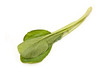 Choi Sum leaves Choi Sum leaves