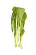 Choi Sum leaves isolated on a white studio background. Choi Sum leaves isolated on a white studio background.