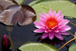 Pink lotus