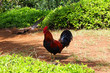 Rooster