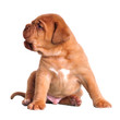 Cute puppy sitting
