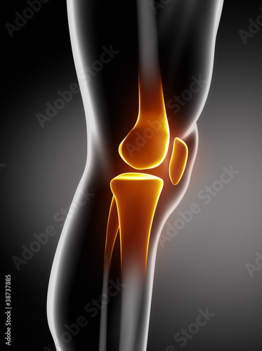 Illustration: Human knee anatomy lateral view Human knee anatomy lateral view