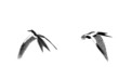 loop animated flying sketch bird in different position loop animated flying sketch bird in different position