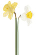 daffodil