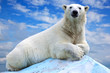Photo: polar bear polar bear