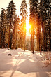 Sunset in Winter Forest Sunset in Winter Forest