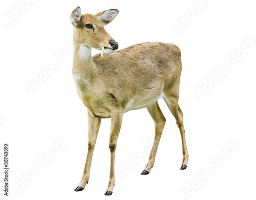 Photo: Deer isolated on the white background. Deer isolated on the white background.