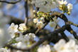 Kirschblüte