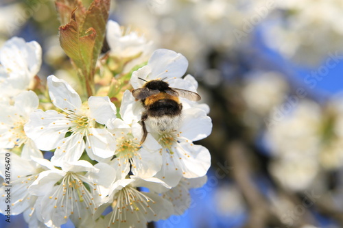 Foto: Kirschbaumblüte mit Biene Kirschbaumblüte mit Biene