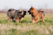 zwei Eurasier Welpen beim Spiel