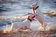 two white english bull terriers playing in the sea