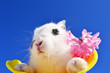 Osternhase