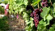 Autumn grape harvest