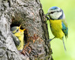 The Blue Tit (Cyanistes caeruleus).