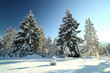 winterliche Bäume