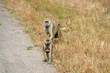 Photo: Monkey family Monkey family